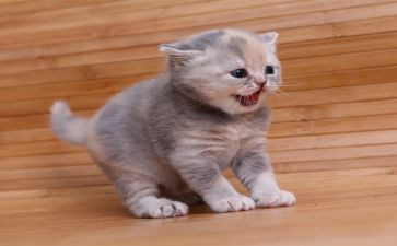 关于猫的读后感5篇