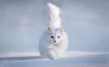 财富猫读后感6篇