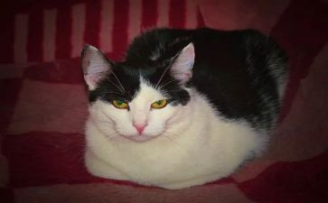大个子老鼠和小个子猫的读后感7篇