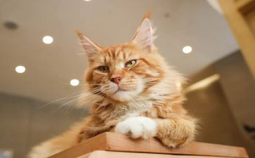 黏上我的猫演讲稿5篇