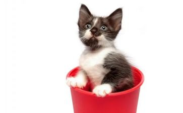 黏上我的猫演讲稿优质6篇