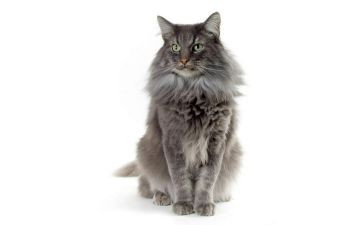 找小猫作文400字5篇