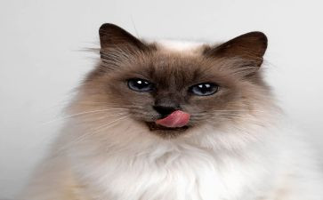 猫作文的读后感300字模板6篇