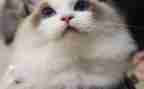 黏上我的猫演讲稿最新8篇