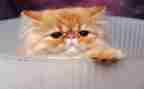 写熊猫作文300字通用6篇