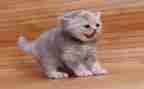 关于猫的读后感5篇