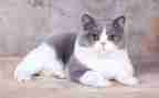写熊猫的作文优质8篇