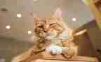 黏上我的猫演讲稿5篇