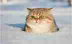 骄傲的猫作文300字6篇