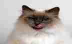 猫教案教学反思推荐6篇