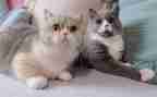 游戏猫捉老鼠教案8篇