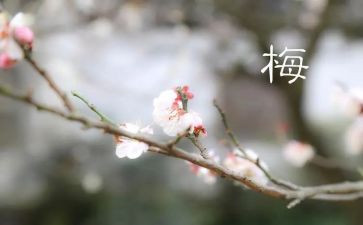 梅为题的演讲稿7篇
