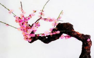 品杨梅作文5篇