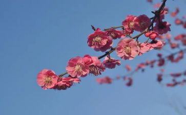 梅为题的演讲稿推荐7篇