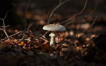 捡蘑菇的作文推荐7篇