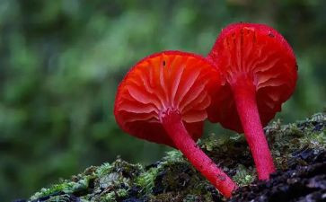 捡蘑菇的作文7篇