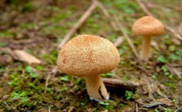 幼儿小蘑菇教案6篇