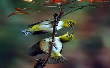 杀死那只知更鸟读后感推荐8篇