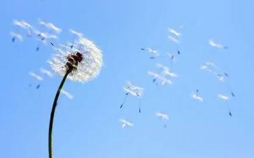 蒲公英与风作文5篇
