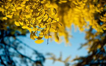 中秋教师双节讲话稿7篇