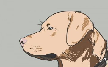 读双面猎犬读后感6篇