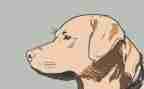 读双面猎犬读后感6篇