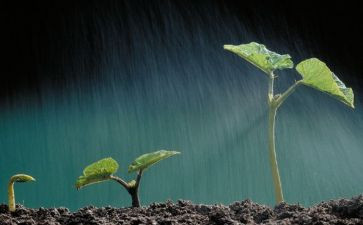 生命生命的教案推荐5篇