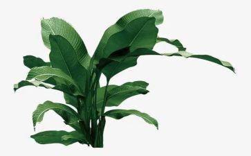 我是一棵大树作文推荐8篇