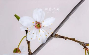 人间四月作文8篇