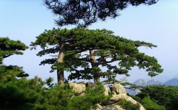 松鼠教案推荐8篇