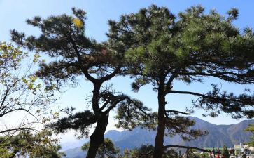 小松树教案精选5篇