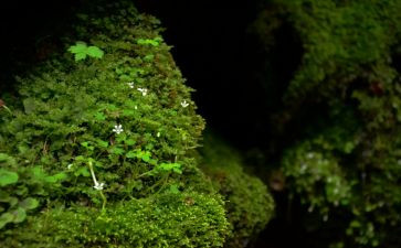 《苔》读后感800字通用7篇