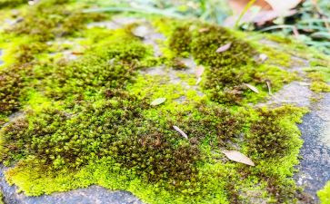苔的读后感作文800字优秀5篇