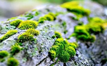 《苔》读后感800字优质5篇