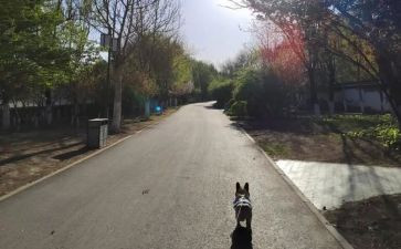 春的脚步作文400字8篇