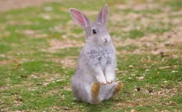 中班折小兔教案6篇