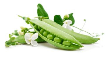 豌豆的公主读后感6篇