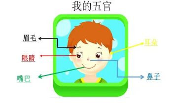五官的作文最新6篇