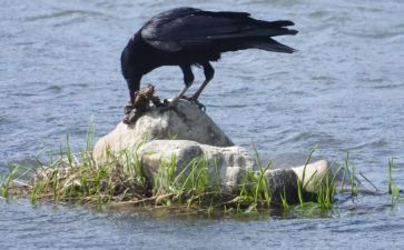 《乌鸦喝水》教案通用8篇