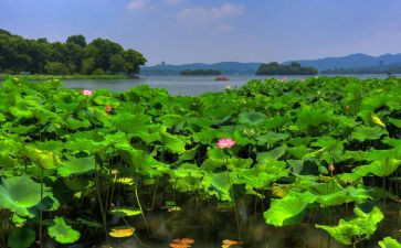 夏天到夏天到教案参考7篇