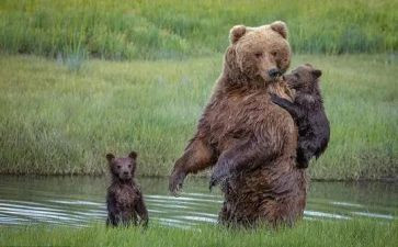 小熊过桥教案大班语言教案6篇