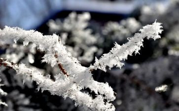 四年级作文雪500字作文优质5篇
