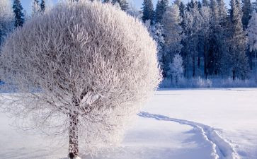 雪的教学反思优质8篇