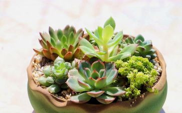 作文写植物300字最新6篇