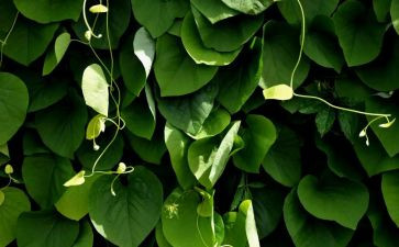 小班植物角的教案6篇