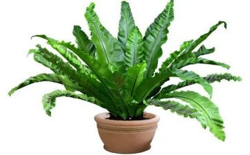 作文写植物300字8篇