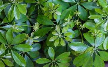 植物的跟教案精选8篇