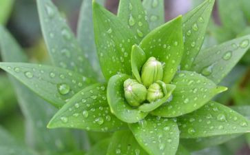 植物的根和茎教案优质6篇