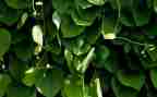 植物的根和茎教案5篇