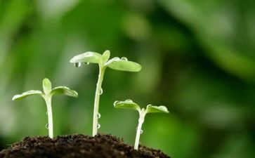 种子优秀作文8篇